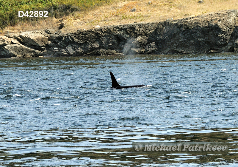 Killer Whale (Orcinus orca)